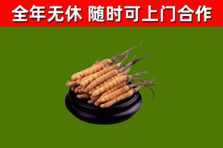 商丘烟酒回收冬虫夏草.jpg